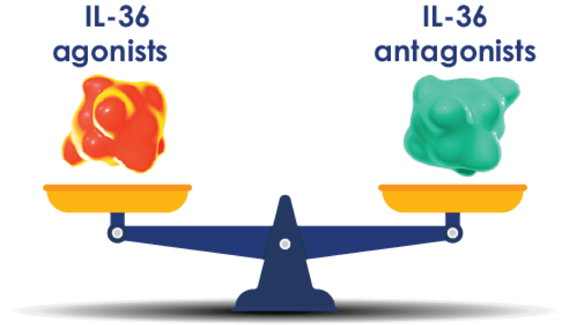 Any imbalance between IL-36 agonists and antagonists causes dysregulation in the IL-36 pathway. 
