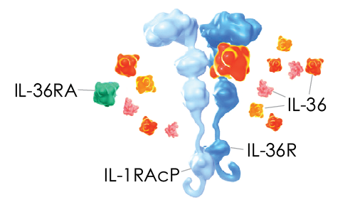 IL-36 agonists bind to the IL-36 receptor, or IL-36R.